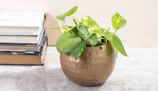 Les avantages des jardinières d'intérieur