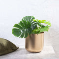 Gold curved iron planter