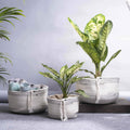 White Cotton Soft Foldable Storage baskets used as indoor planters