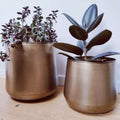 Indoor plant pot large with brass finish